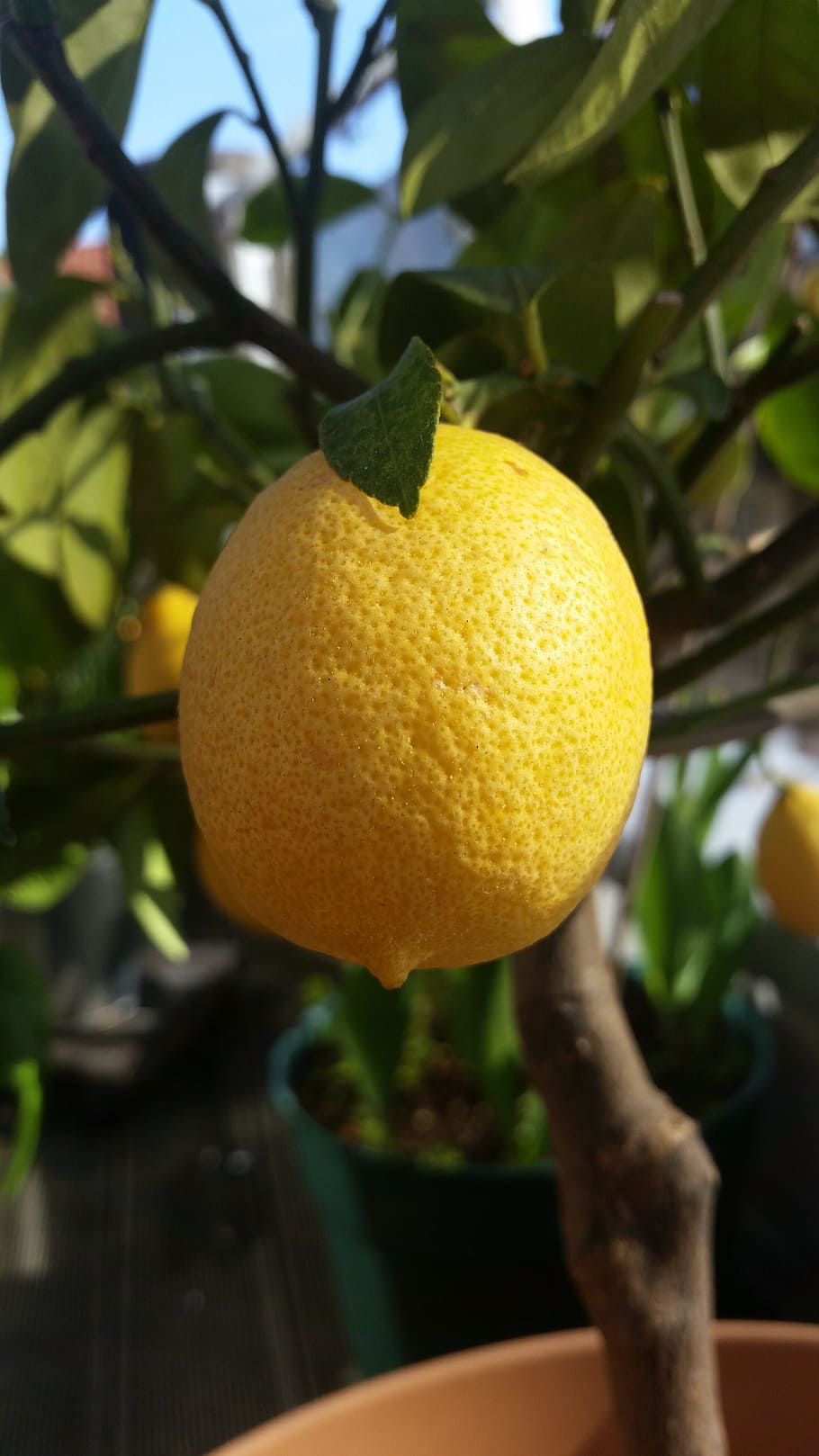 lemon, yellow, citrus fruits, sour, vitamins, fruit, fruits, lemon tree, nutrition, refreshment