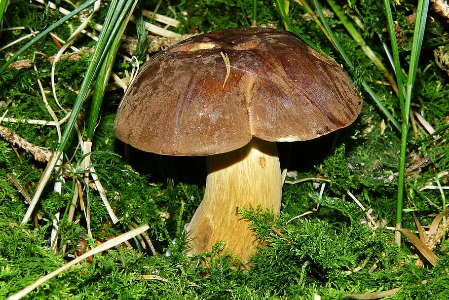 brown mushroom, gathering, chestnut, rac, brown hats, mushroom, forest mushrooms, moss, edible, plant