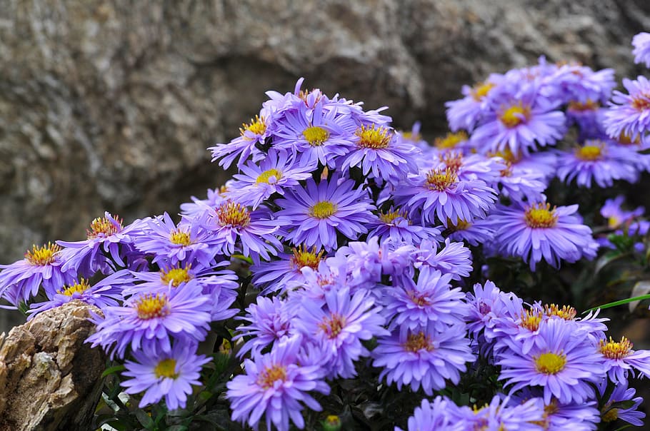 herbstaster, flores, aster, planta, azul, violeta, planta floreciendo,  flor, fragilidad, frescura | Pxfuel
