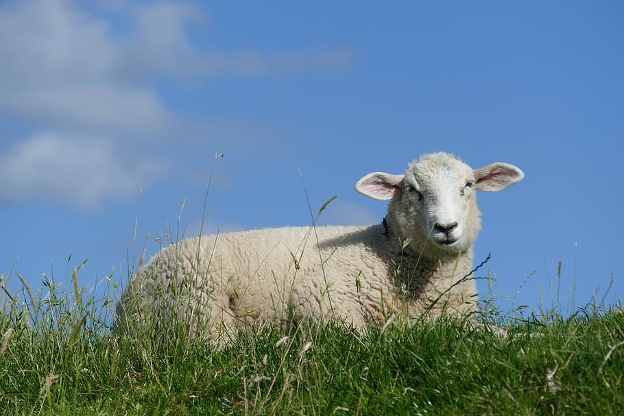 sheep, summer, dike, schäfchen, lamb, grass, animal, livestock, wool, sky