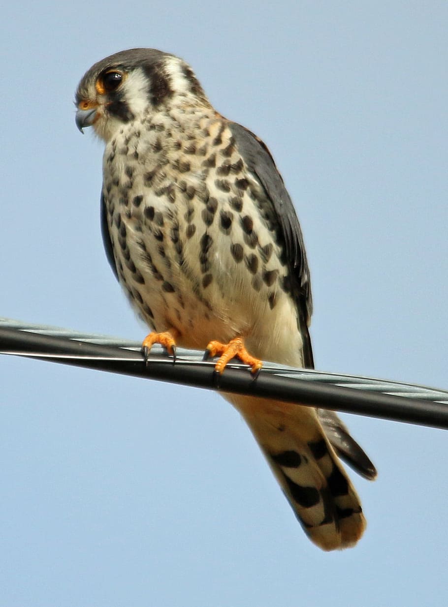 Falcon, American Kestrel, Bird, kestrel, american, wildlife, prey, raptor, nature, avian