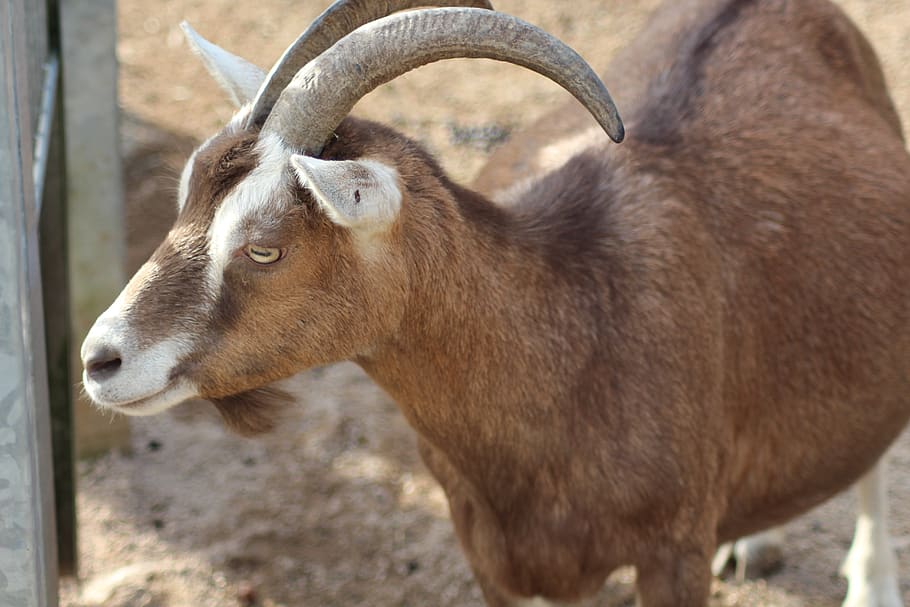 goat, horns, animal, farm, mammals, horn, goat buck, zoo, petting zoo, bock