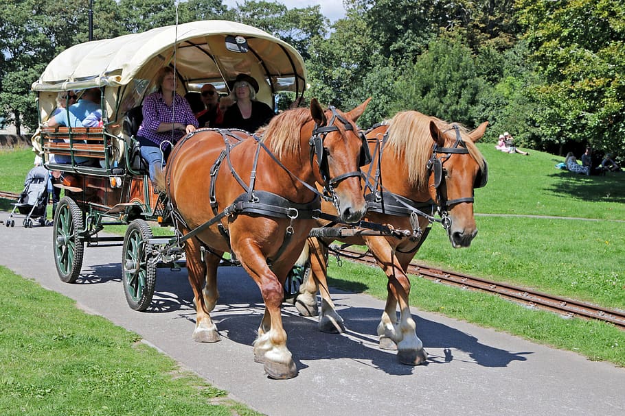 horse and cart, horse drawn cart, horse rides, horse, team of horses, fun rides, horse and wagon, country fair, country fyre, horse and cart rides