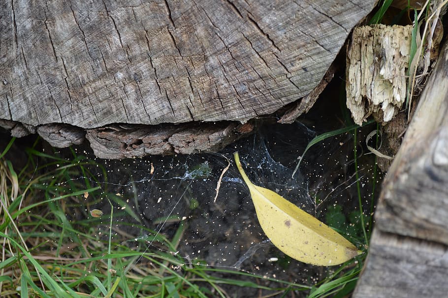 spider, web, spiderweb, danger, trap, animal, plant, nature, wood - material, tree
