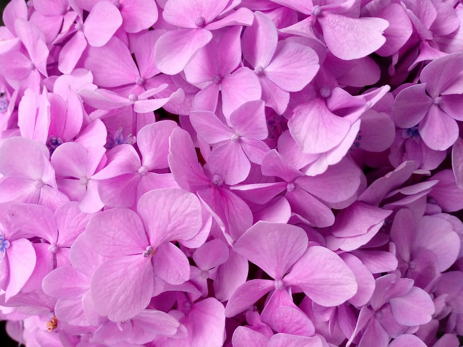 bunga ungu petaled, hydrangea, kelopak, tekstur, warna pink, ungu, bunga, kelompok besar objek, tidak ada orang, kelimpahan