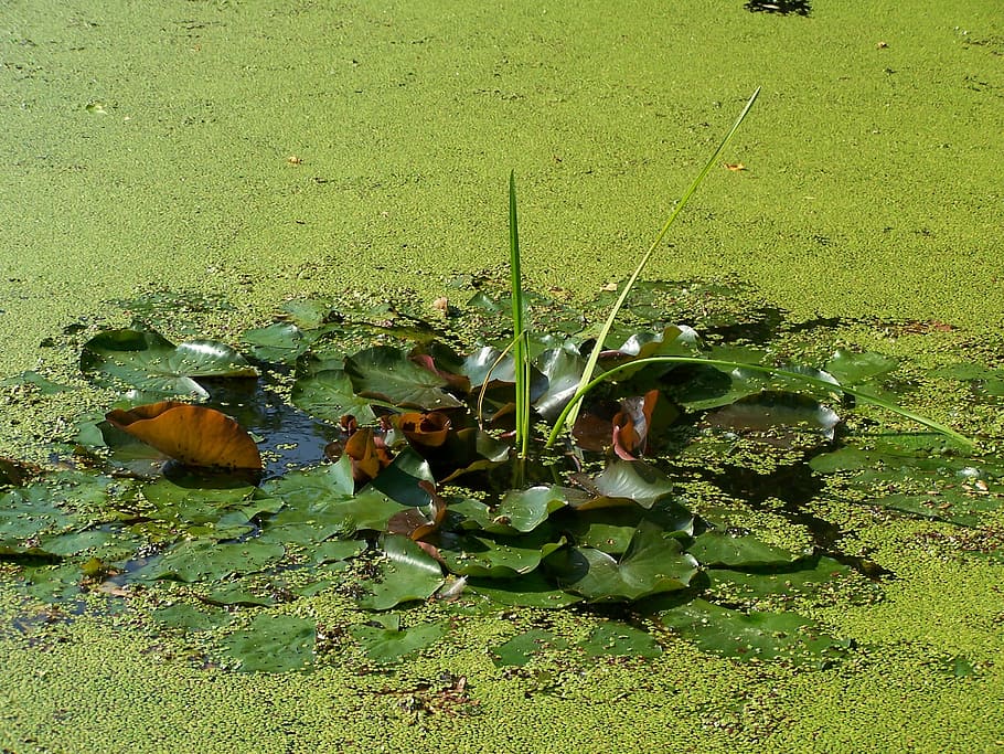 duckweed, pond, green, nature, water, teichplanze, leaves, pond flower, sprout, plant