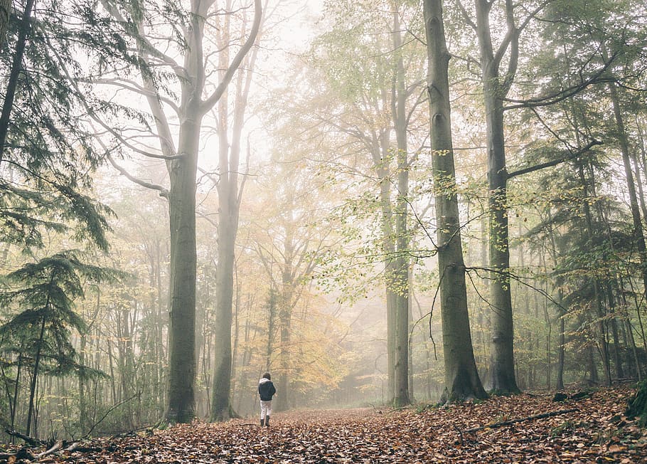 person, wearing, black, white, shirt, walking, next, trees, foggy, forest