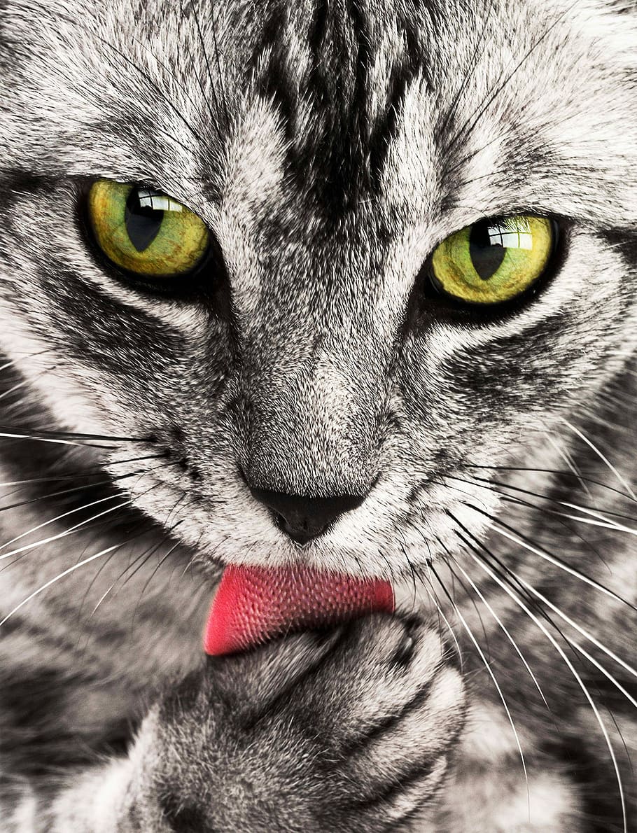grey, cat, licking, paw, closeup, photography, tabby, close-up, portrait, feline