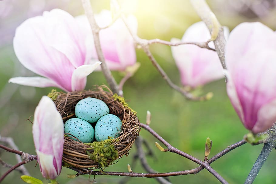 nest, robin eggs, eggs, spring, nature, easter, springtime, magnolias, pink, blooms