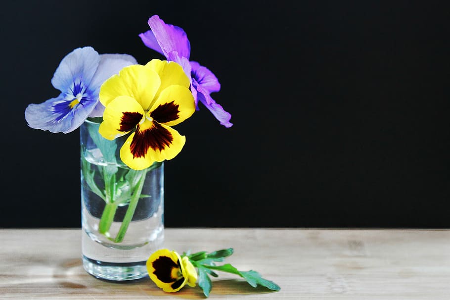 yellow, purple, pansy flowers, clear, vase, spring, flowers, pansy, blue, still life