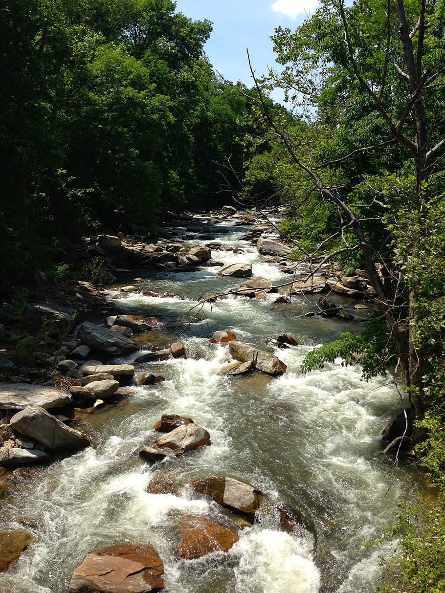 Dupont Forest, río, que fluye, rápidos, Carolina del Norte, árbol, planta, agua que fluye, bosque, belleza en la naturaleza