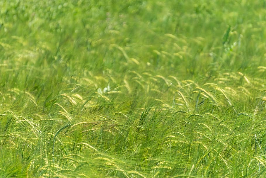 green grass, green, grass, field, daytime, agriculture, plant, nature, summer, close-up