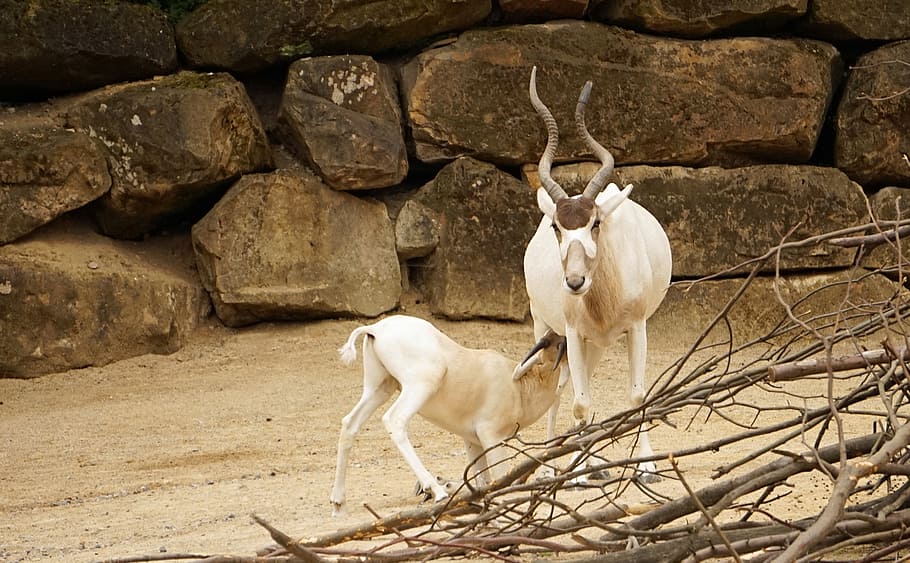 Royalty-free addax photos free download | Pxfuel