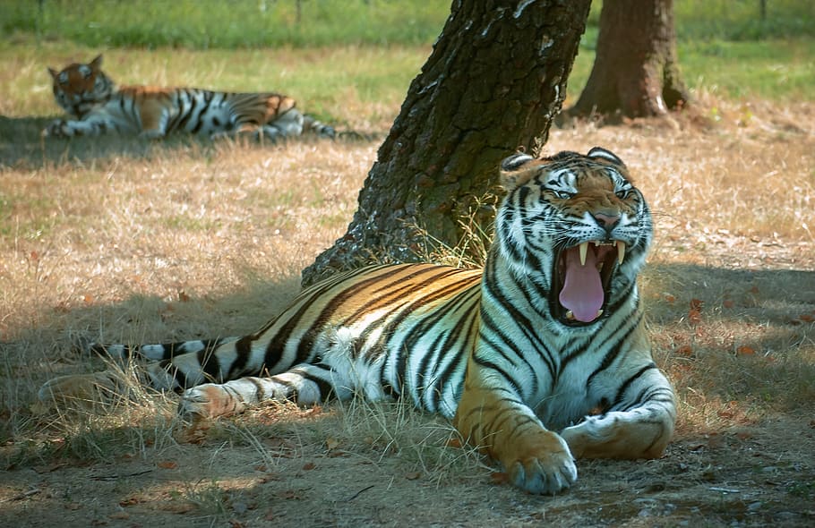 tiger beside tree, tiger, teeth, pause, animal, wildlife, mammal, nature, undomesticated Cat, carnivore