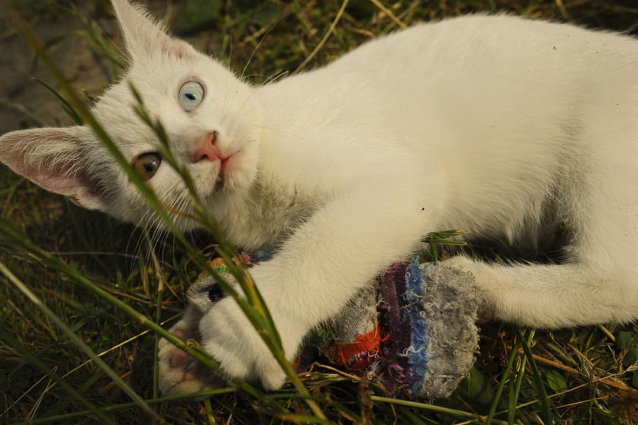 gato, branco, olho estranho, surdo, gatinho, azul, amarelo, animais de estimação, doméstico, gato doméstico