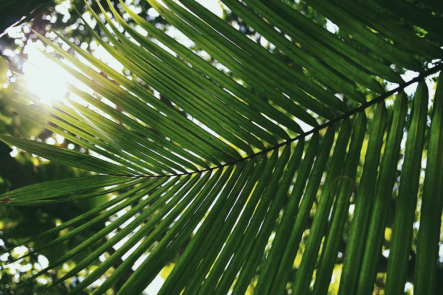 leaves, green, woods, forest, sun, sunlight, ray, sunny, green color, palm tree