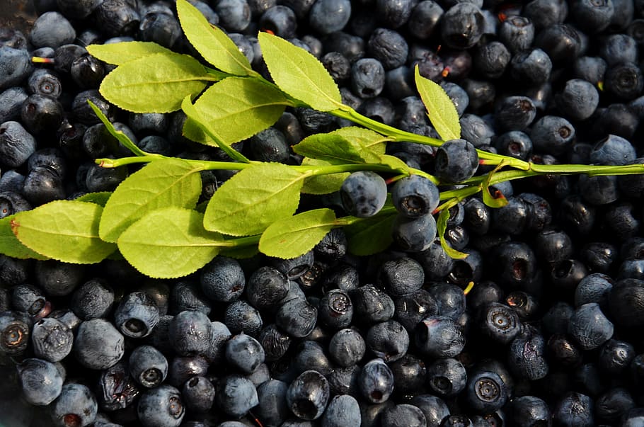 buah blueberry, biru, beri, blueberry, buah-buahan, makanan, sehat, buah, daun, makanan sehat