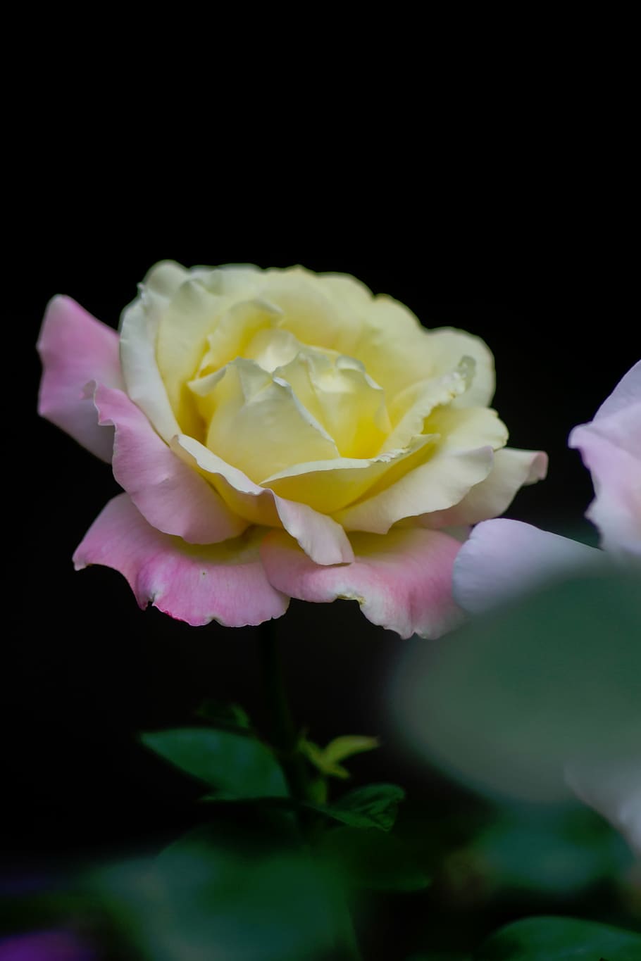 close-up photo, yellow, pink, rose, bloom, nature, flowers, petals, green, leaves