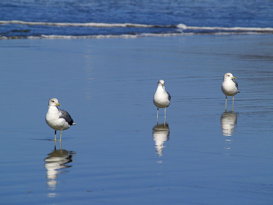 três, pássaros, em pé, beira mar, gaivotas, praia, água, oceano, pacífico, areia