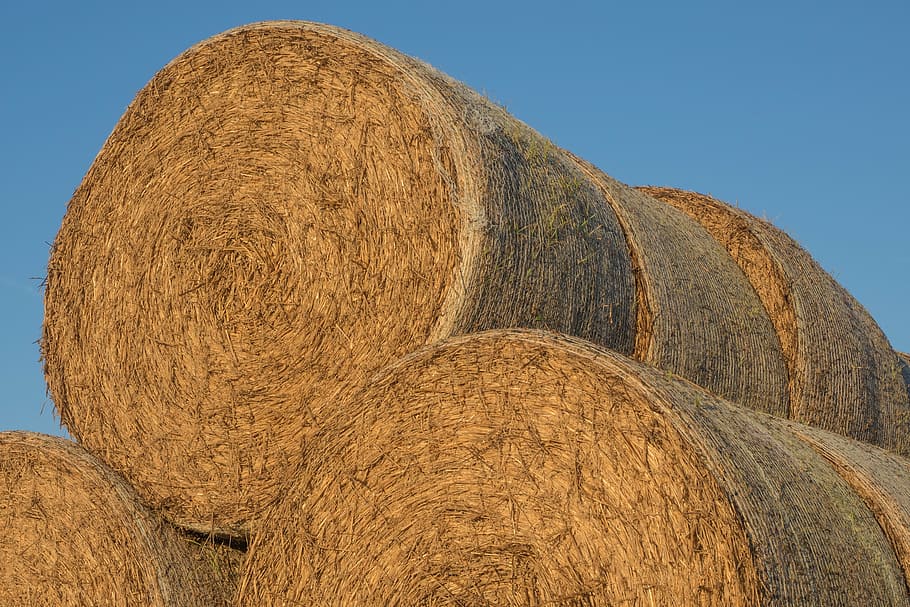 straw, straw bales, round bales, agriculture, bale, cattle feed, hay, food, meadow, feed stock