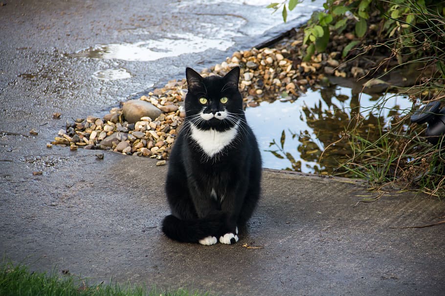 tuxedo cat, gray, concrete, pavement, cat, footpath, animal, pet, fur, eyes