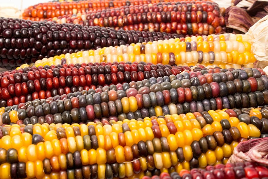 corn, market, hazelnut, agriculture, corncob, vegetable, food and drink, food, healthy eating, yellow