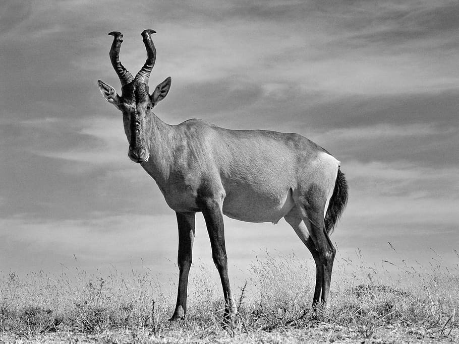 Royalty-free White Antelope photos free download | Pxfuel