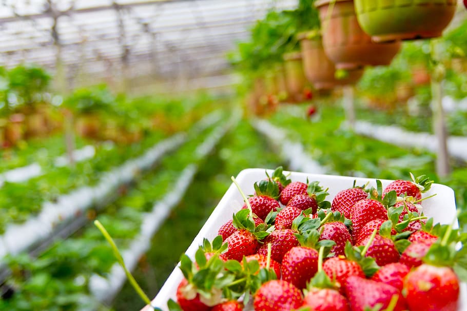 selective, focus photography, strawberries, strawberry, plantation, growing, plant, organic, red, fruit