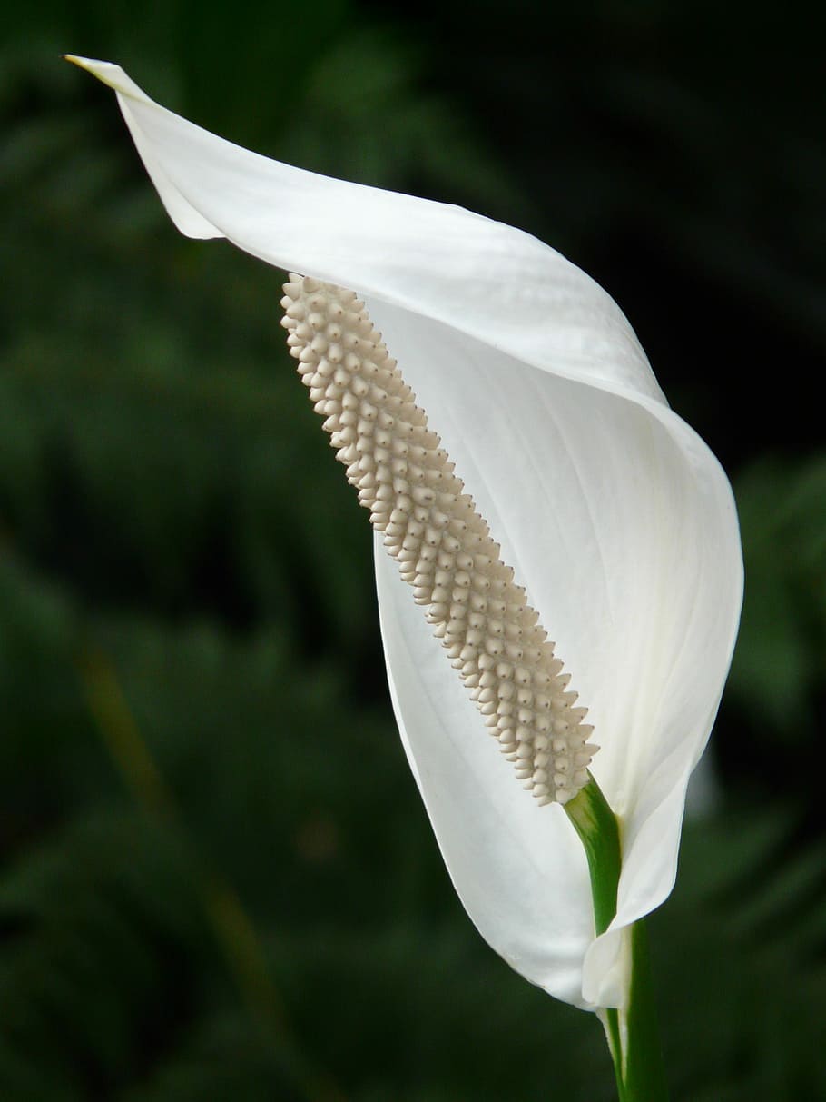 closeup, photography, white, piece lily, close up, petal, flower, spathiphyllum, vaginal sheet, blossom