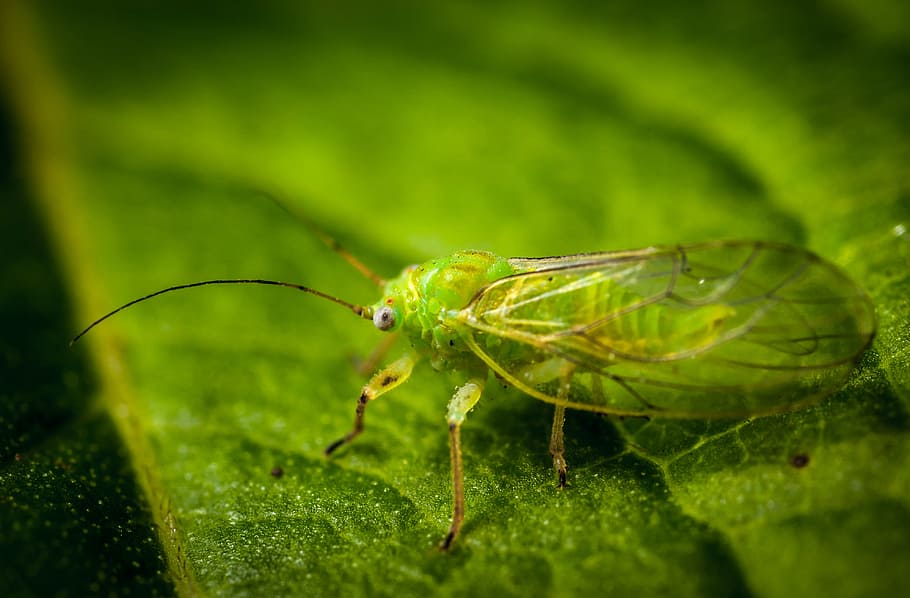 insect, nature, pest, krupnyj plan, outdoors, aphid, macro, green color, animal themes, invertebrate