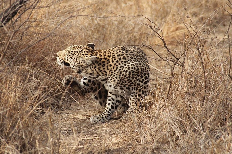 leopardo, áfrica do sul, safari, gato, kruger, áfrica, safari Animais, animais selvagens, gato não domesticado, savana