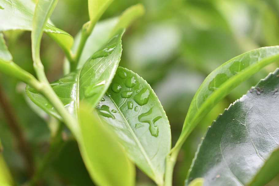 tea, waterdrops, leaves, natural, dew, freshness, fresh, plant, morning, leaf