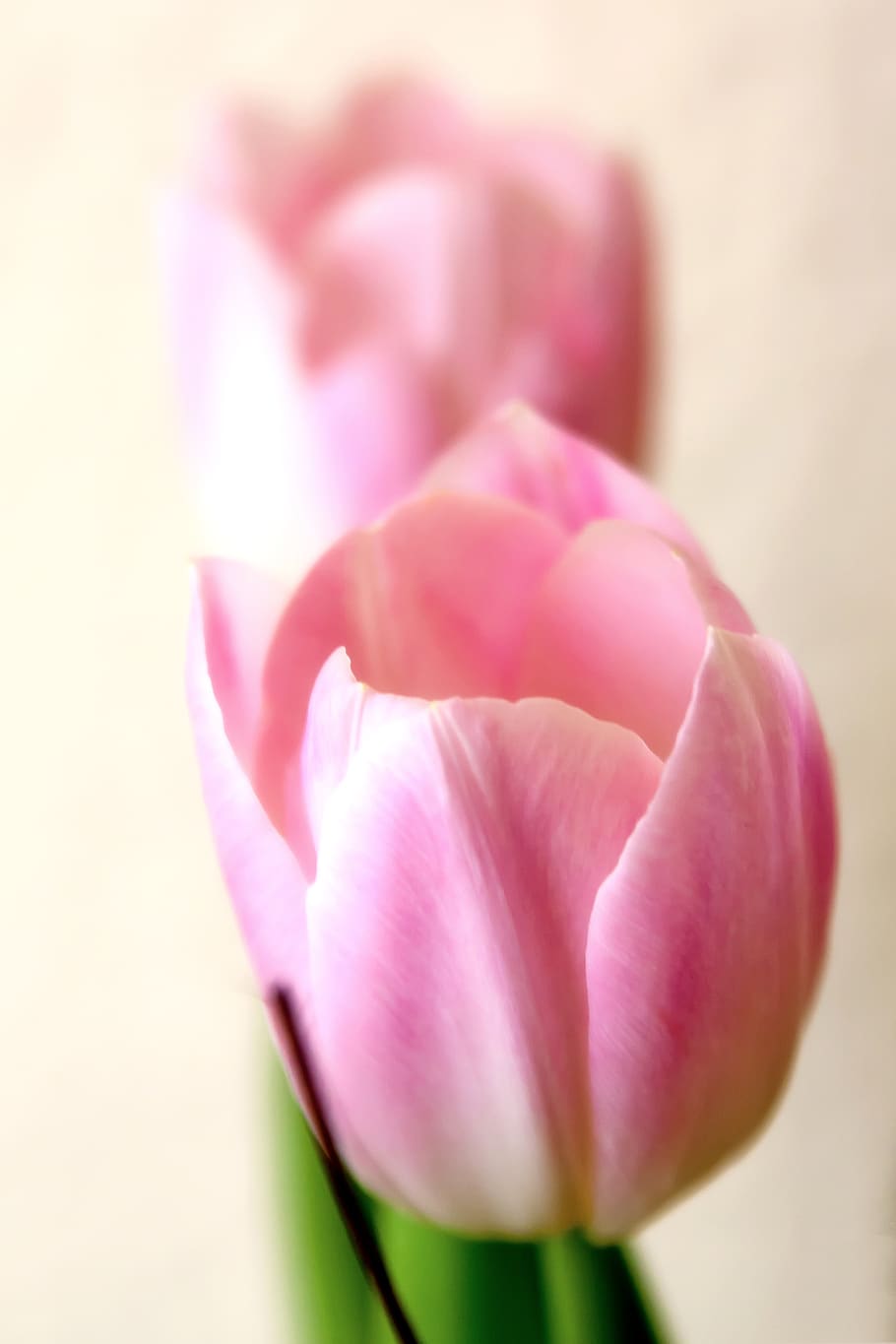 ピンクのチューリップ, 柔らかい, チューリップ, ピンク, マクロ, 花, 春, tulpenbluete, 明るいピンク, 植物
