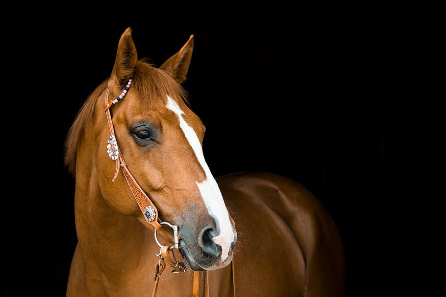 marrom, cavalo, enfrentando, lado, cavalo de um quarto, retrato, ocidental, passeio, égua, freio