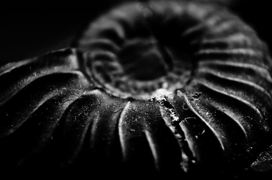 grayscale photo, ammonite, grayscale, fossil, snail, old, ancestral, nature, sea, animals