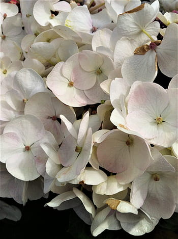 Royalty-free hydrangea color white photos free download - Pxfuel