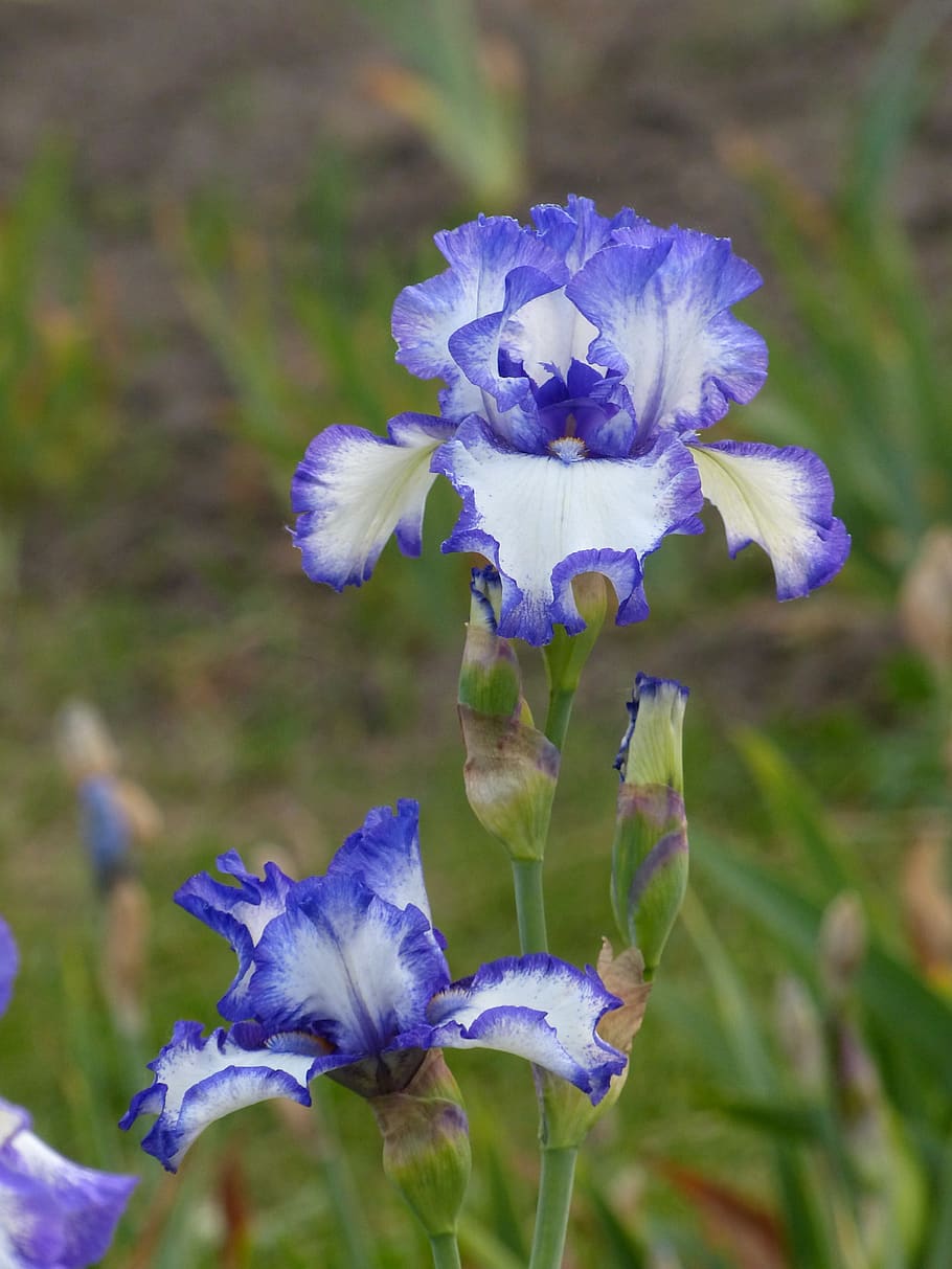 iris, flower, irises, flowers, bloom, purple, spring, garden, flora, nature