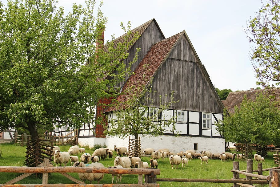 fazenda, ovelha, rebanho de ovelhas, cordeiros, animais, primavera, natureza, prado, rural, agrícola