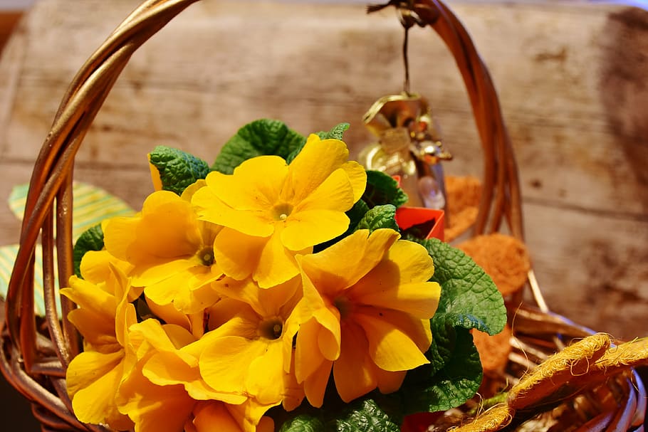 yellow, primrose flowers, basket, flower, primrose, signs of spring, early bloomer, splash of color, spring, flowers