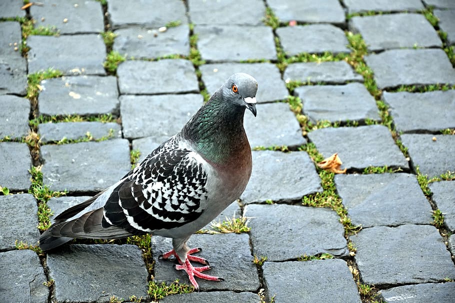 gray, pigeon, concrete, brick floor, dove, bird, close, street deaf, animal themes, cobblestone