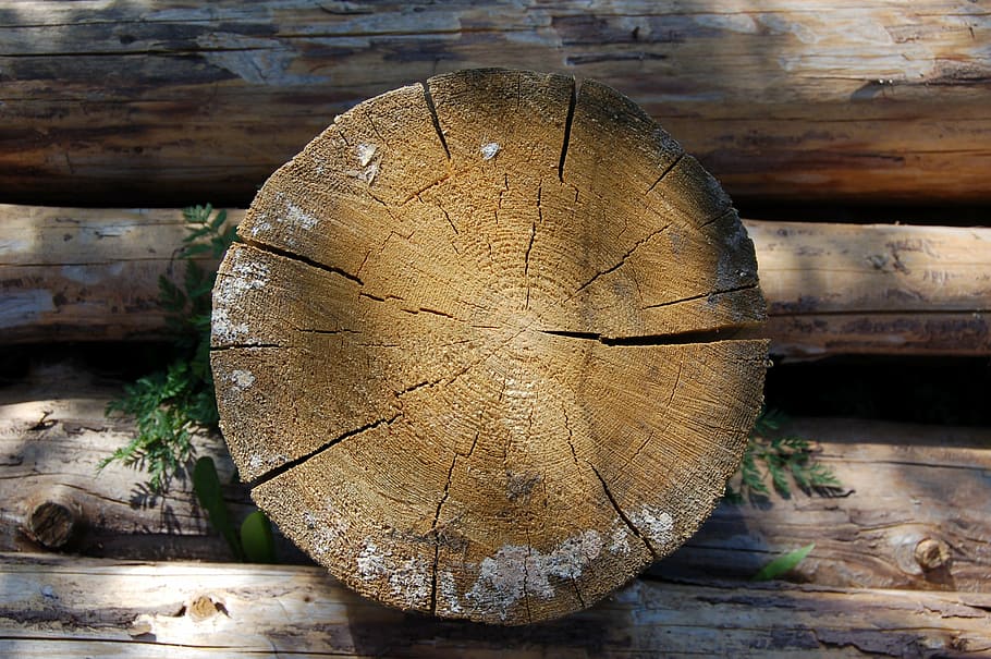 serra, árvore, árvore velha, derrubada, árvores, trave de equilíbrio, madeira - material, madeira, registro, close-up