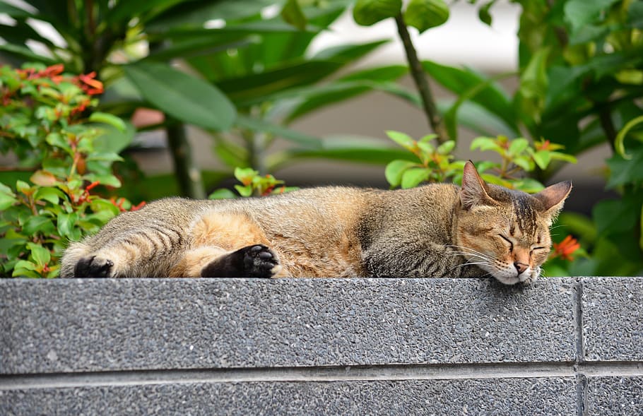 gato, gato adormecido, relaxar, relaxante, animal, para relaxar, dormir, animal de estimação, gatos adormecidos, descanso