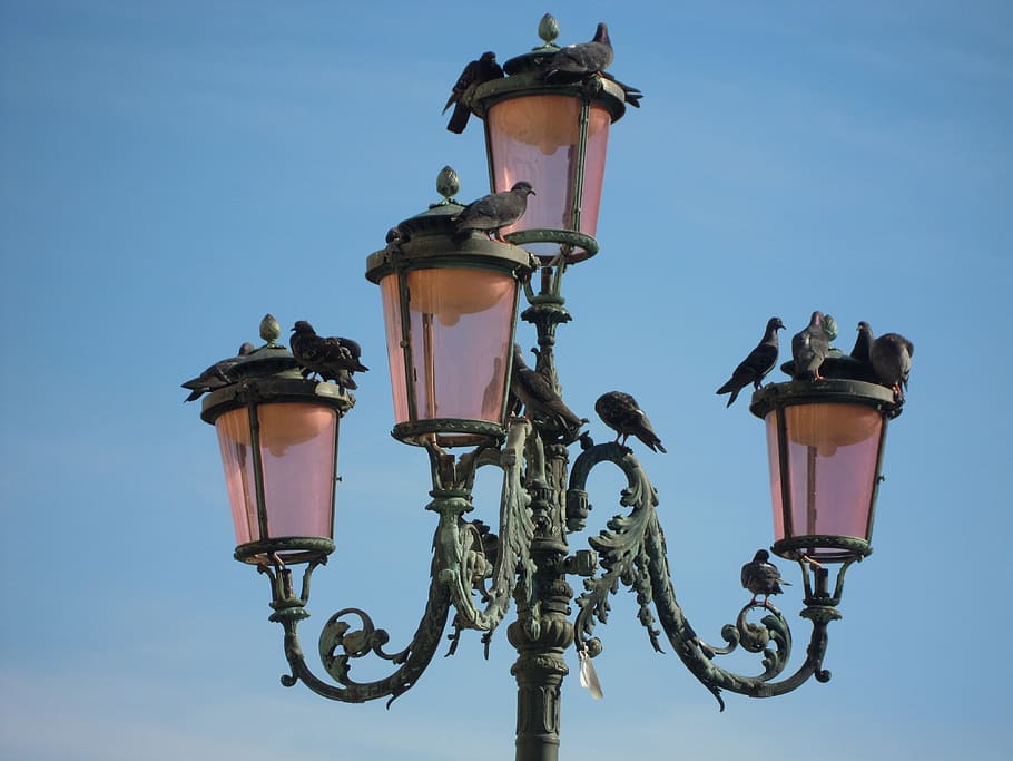 rebaño, pájaros, convertido, farola, día, venecia, piazza san marc, palomas, equipo de iluminación, luz de la calle