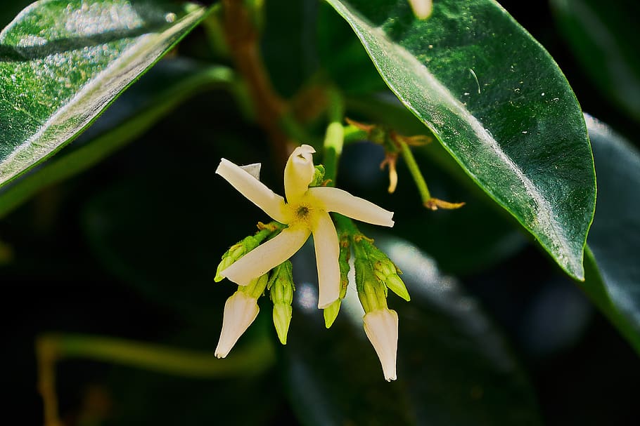 jazmín, flor, flores, planta, blanco, primer plano, planta floreciendo,  crecimiento, belleza en la naturaleza, parte de la planta | Pxfuel