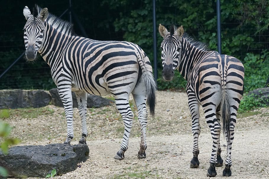 zebra, africa, black and white, wildlife, mammal, striped, animal, safari Animals, nature, animals In The Wild