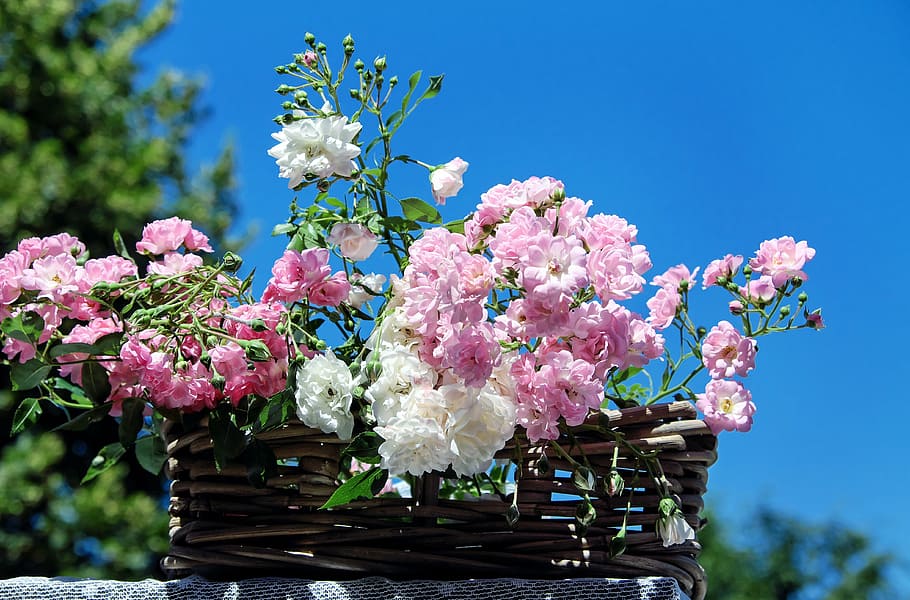 pink, white, rose, flowers, brown, wicker basket, roses, bouquet of roses, blossom, bloom