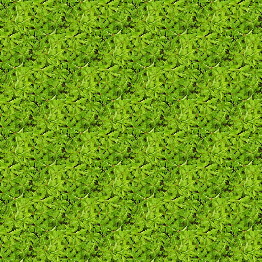 texture, seamless, plants, pattern, green color, full frame, backgrounds, plant, growth, day