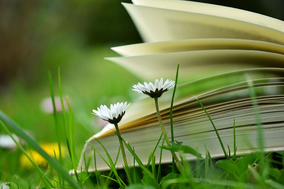 selective, photography, two, white, petaled flowers, unfold, book, read, relax, meadow