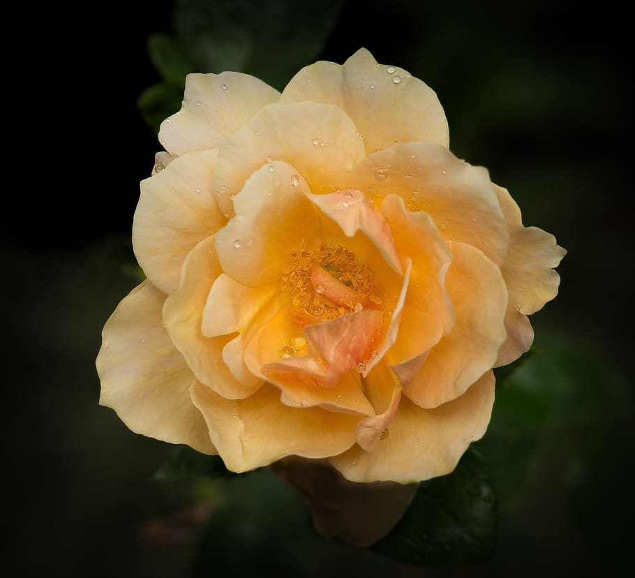 bokeh photography, yellow, flower, rose, romantic, macro, dewdrops, beautiful, petal, elegant