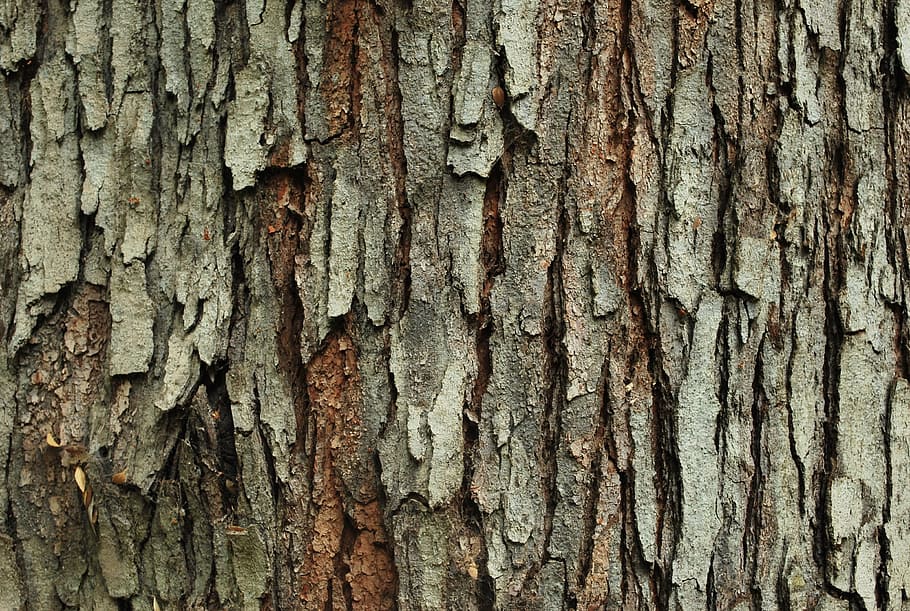 Textura, árbol, madera, naturaleza, bosque, madera - Material, fondos, tronco de árbol, corteza, marrón